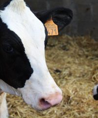 Ramaderia Anibal Lleida