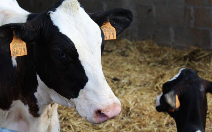 Ramaderia Anibal Lleida