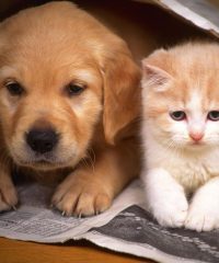 Centre Veterinari Llagostera