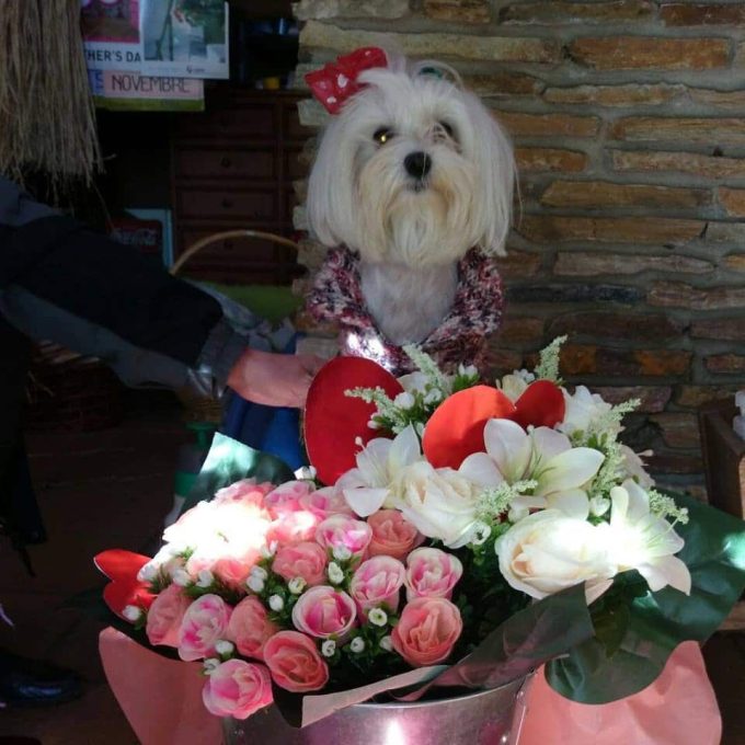 Acanto Floristeria Sant Feliu de Guixols