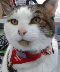 Centre Veterinari Can Dragó Barcelona