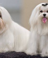 Kaninos Perruqueria Canina