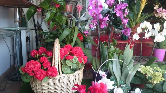 Acanto Floristeria Sant Feliu de Guixols
