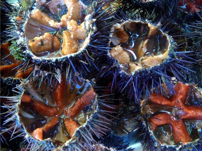 Peixitus pescaderia Sant Feliu de Guixols