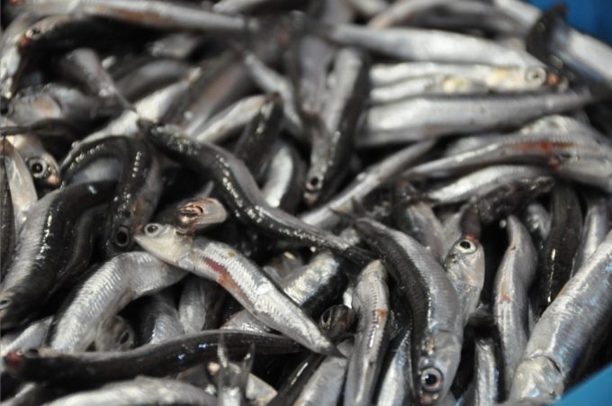 Peixitus pescaderia Sant Feliu de Guixols