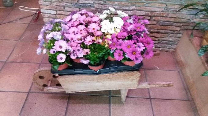 Acanto Floristeria Sant Feliu de Guixols