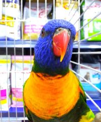 Aquazoo Ana Tienda de Animales L’Hospitalet