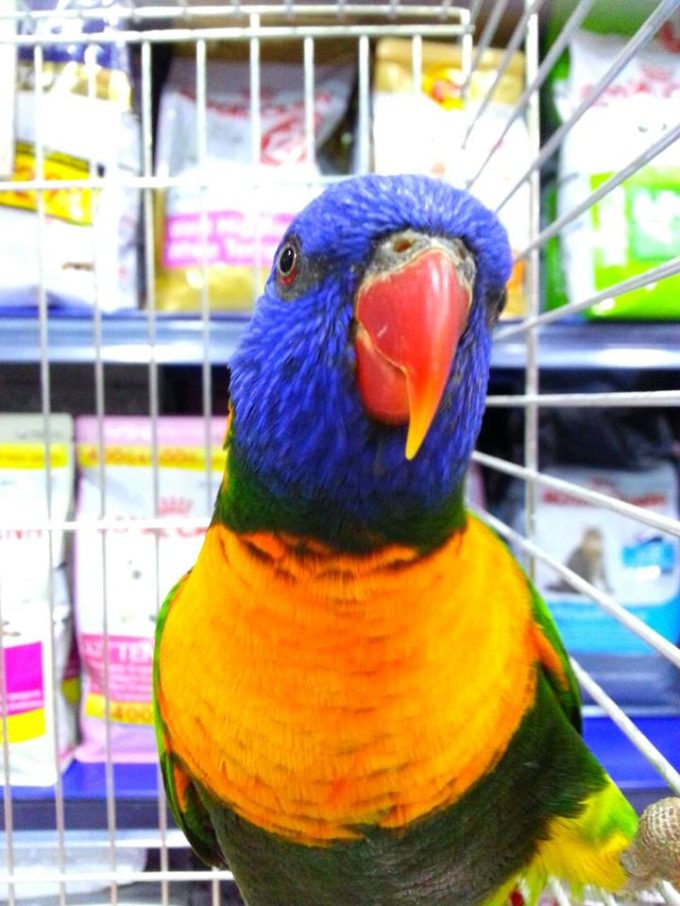 Aquazoo Ana Tienda de Animales L’Hospitalet