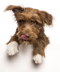 Clínica Veterinaria Sant Francesc L’Hospitalet