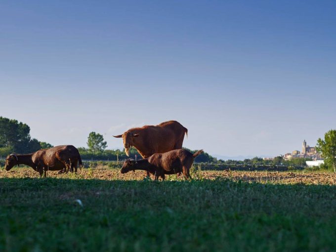 CAN GUINÓ casa rural alquiler Llagostera