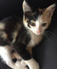 Divermascotas L’Hospitalet