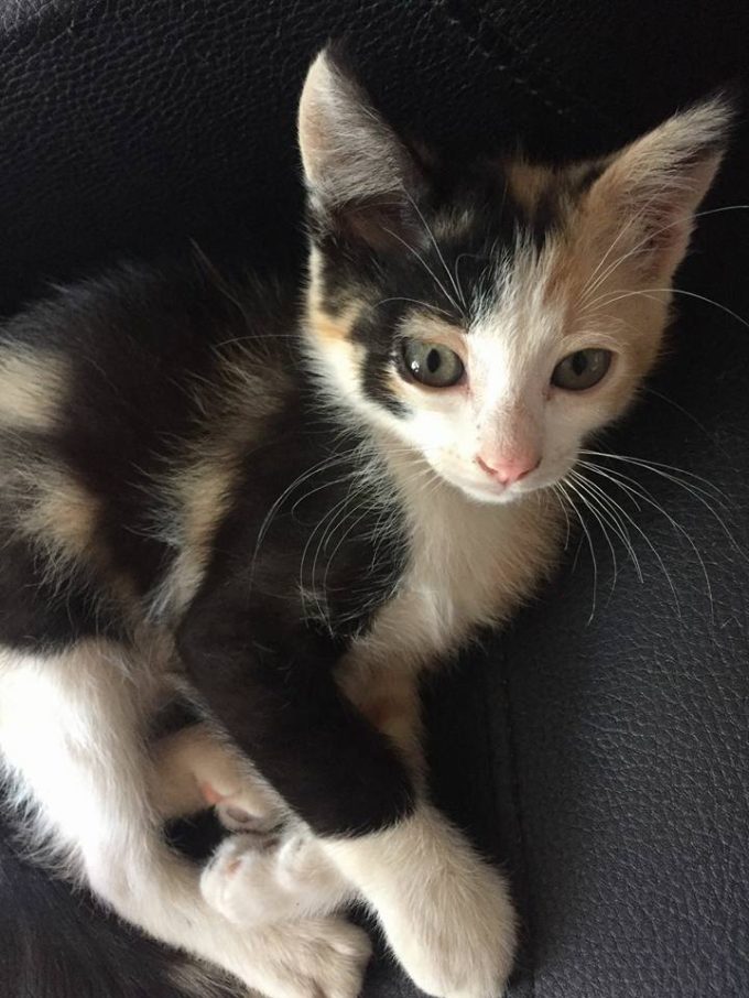 Divermascotas L’Hospitalet