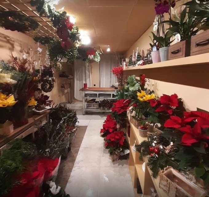 Calluna flores y plantas