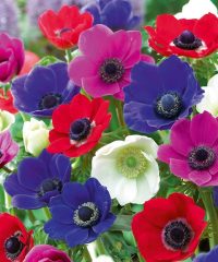 Floristería Jardinet L’Hospitalet