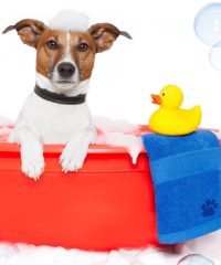 Mon Salvatge Mascotas Sant Boi De Llobregat