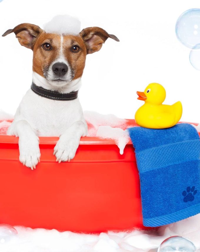 Mon Salvatge Mascotas Sant Boi De Llobregat