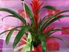 guia33-cornella-floristeria-jardineria-floristeria-yague-cornella-16528.jpg