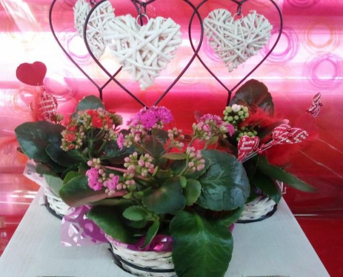 guia33-cornella-floristeria-jardineria-floristeria-yague-cornella-16530.jpg