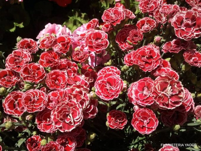 guia33-cornella-floristeria-jardineria-floristeria-yague-cornella-16532.jpg