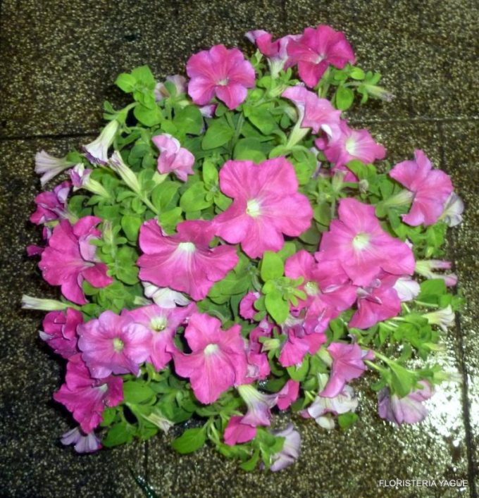 guia33-cornella-floristeria-jardineria-floristeria-yague-cornella-16533.jpg