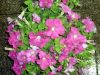 guia33-cornella-floristeria-jardineria-floristeria-yague-cornella-16533.jpg