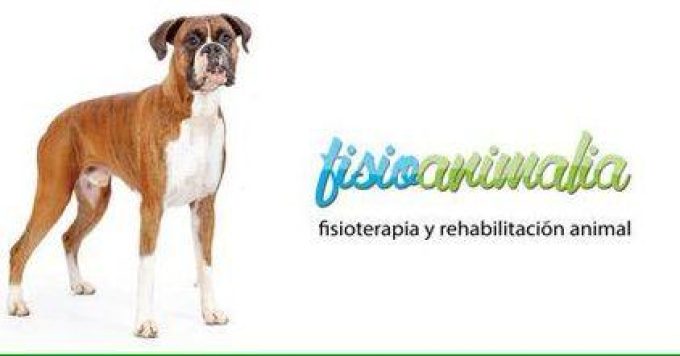 guia33-el-prat-de-llobregat-animales-mascotas-peluqueria-canina-fisioanimalia-el-prat-24699.jpg