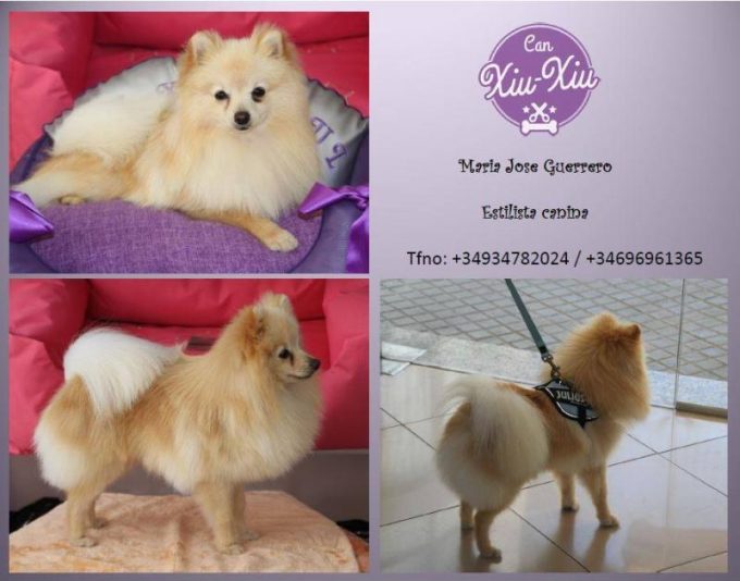 guia33-el-prat-de-llobregat-peluqueria-canina-can-xiu-xiu-boutique-canina-el-prat-24047.jpg