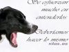 guia33-hospitalet-de-llobregat-adiestramiento-de-animales-sonia-xila-s-losada-educadora-canina-barcelona-22327.jpg