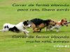 guia33-hospitalet-de-llobregat-adiestramiento-de-animales-sonia-xila-s-losada-educadora-canina-barcelona-22331.jpg