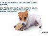 guia33-hospitalet-de-llobregat-animales-mascotas-peluqueria-canina-sonia-xila-s-losada-educadora-canina-barcelona-22329.jpg