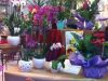 guia33-hospitalet-de-llobregat-floristeria-jardineria-floristeria-jardinet-l-hospitalet-20840.jpg