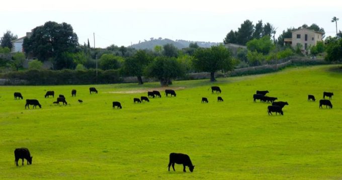 guia33-palma-de-mallorca-granja-angus-son-mayol-palma-23518.jpg