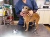 guia33-sant-just-desvern-veterinario-centre-veterinari-sant-just-21534.jpg