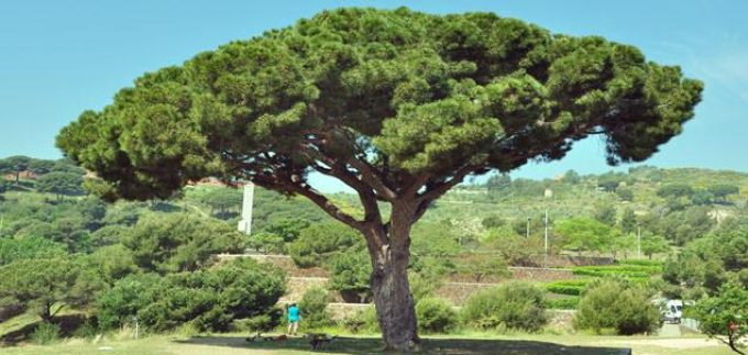 guia33-sant-vicenc-dels-horts-floristeria-jardineria-lluis-casasampere-jardinero-sant-vicenc-20883.jpg