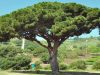 guia33-sant-vicenc-dels-horts-floristeria-jardineria-lluis-casasampere-jardinero-sant-vicenc-20883.jpg