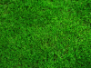 guia33-sant-vicenc-dels-horts-floristeria-jardineria-lluis-casasampere-jardinero-sant-vicenc-20886.png