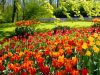 guia33-sant-vicenc-dels-horts-floristeria-jardineria-lluis-casasampere-jardinero-sant-vicenc-20889.jpg