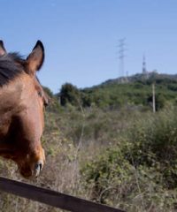 Sol Solet Escola d’Equitació Sant Just